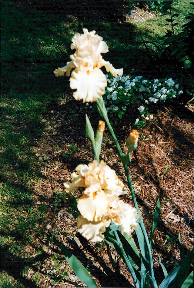 85 LRD