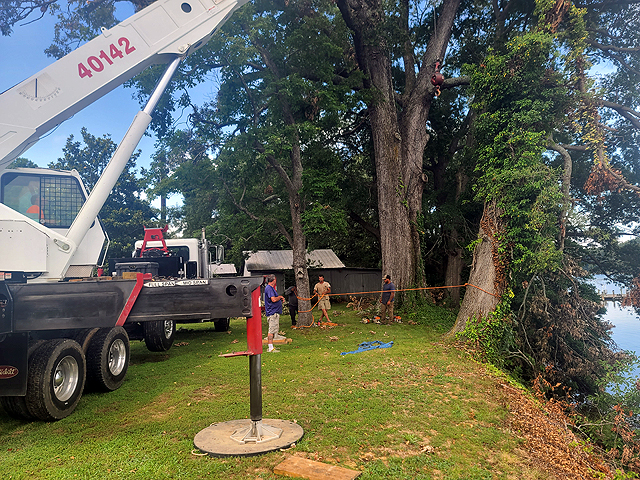 Tree Removal